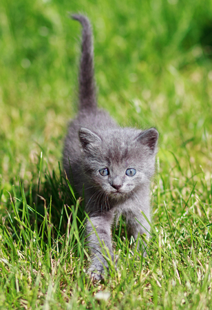 Cute little cat playing on the grassの写真素材