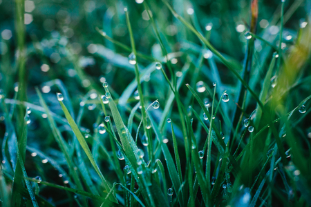green grass with waterdropの写真素材