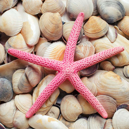 sea shells background red sea starの写真素材