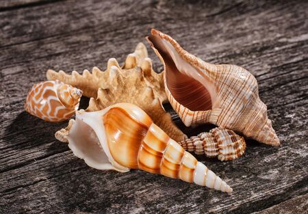 Sea shells collection on old wooden background