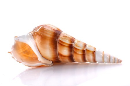 Sea shell isolated on white background. Close up