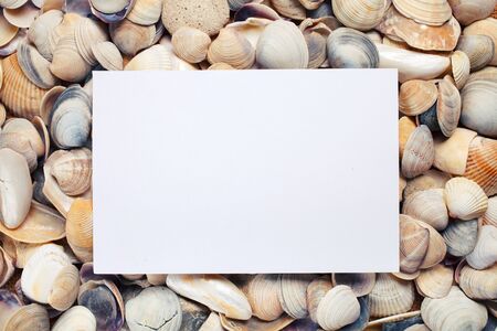 Sea Shell background with space for text
