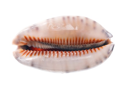 Sea shell isolated on white background. Close upの写真素材