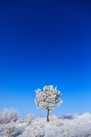 snowy tree on a sunny winter frosty dayの写真素材