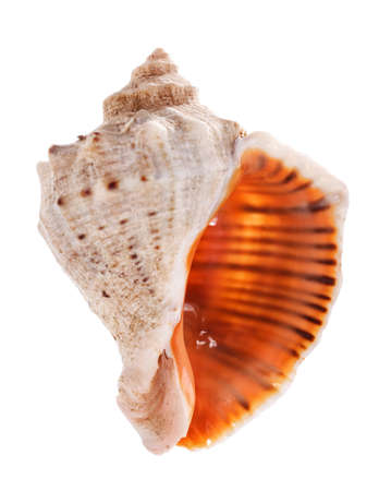 Sea shell isolated on white background. Close up