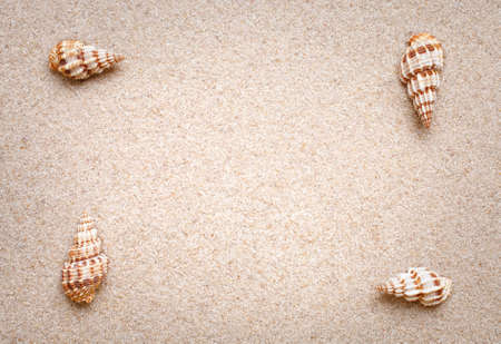 Sea shells frame on sand.  Summer beach background. place for textの写真素材