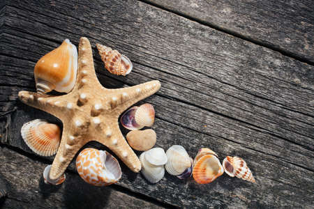 Sea shells collection on old wooden background. space for textの写真素材