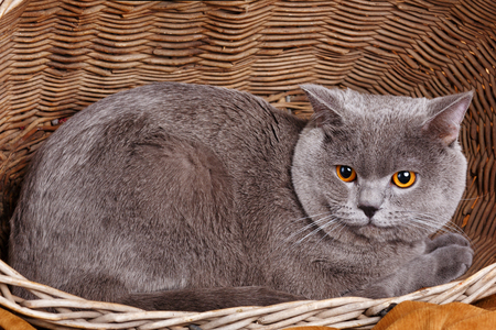 gray cute British Shorthair cat on a wooden basketの写真素材