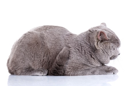 cute British Shorthair cat isolated  on  white backgroundの写真素材