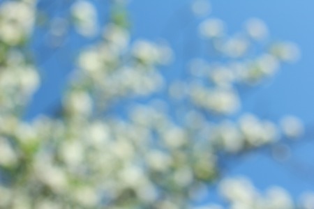 Abstract white spring background with cherry  blooms in soft background of flowering branches and sky, early spring white flowers bokehの写真素材