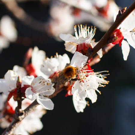 Bee on a flower of the white cherry blossoms in springの写真素材