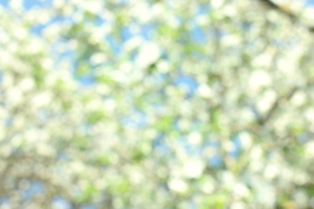 Abstract white spring background with cherry  blooms in soft background of flowering branches and sky, early spring white flowers bokehの写真素材