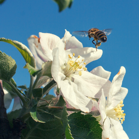 Bee on a flower of the white cherry blossoms in springの写真素材