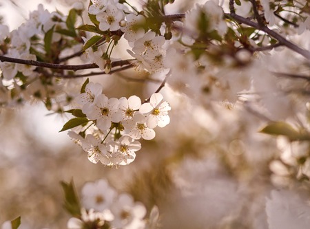 white flowers blooming on a branch, springtimeの写真素材