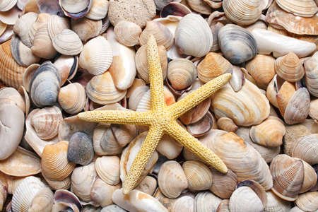 yellow sea star on a sea shells backgroundの写真素材