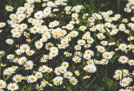 blooming beautiful Chamomile field in summer dayの写真素材