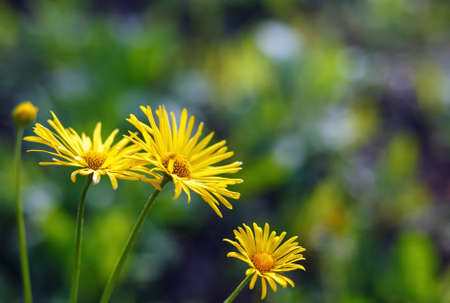 Yellow flowers blossoming in spring time, natural backgroundの写真素材