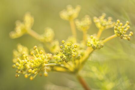 green dill with yellow flower macroの写真素材