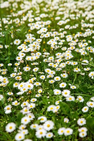 beautiful blooming Chamomile field, spring and summer timeの写真素材