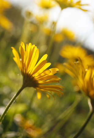 Yellow flowers blossoming in spring time, natural backgroundの写真素材
