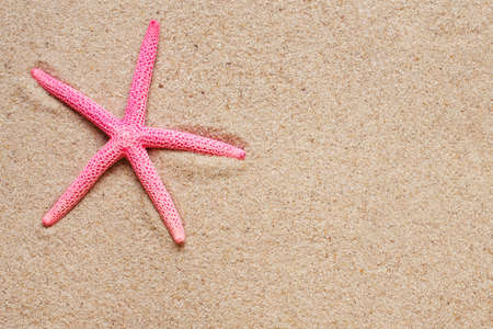 Sea shells on sand. Summer beach background. Top view. place for textの写真素材