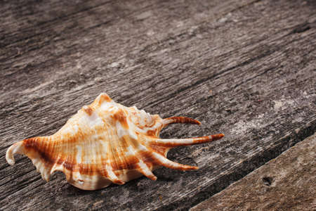 beautiful sea shell on wooden background. place for textの写真素材