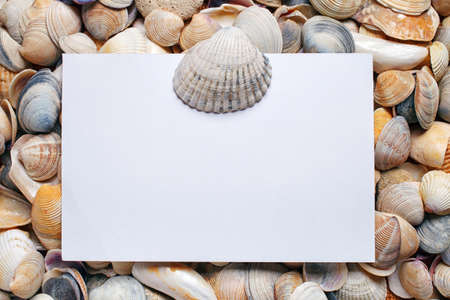 Sea Shell background with space for textの写真素材