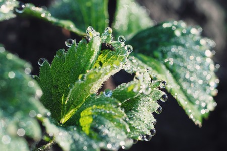 strawberry leaves with beautiful beautiful dew dropsの写真素材