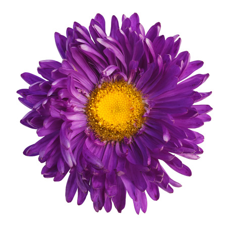 beautiful purple flower isolated on white background,way in pathsの写真素材