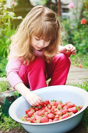 Little girl chooses and eats  ripe strawberries, bowl in front of herの写真素材
