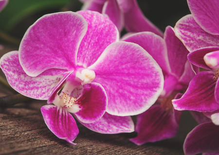 Beautiful branch of pink orchids  on wooden backgroundの写真素材