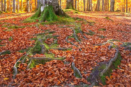 Landscape with the autumn forest. Strong roots of old trees. Autumn leaves are dry. beautiful autumn tree.の写真素材