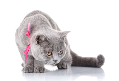 Cute grey Scottish Fold cat with pink ribbon sitting isolated on white background not look at cameraの写真素材