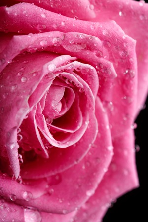 Closeup on Center of Beautiful pink Rose. Perfect Macro on Beautiful Big Rose Flowerheadの写真素材
