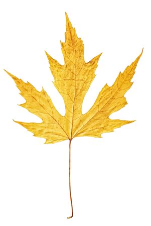Close-up autumn maple leaf isolated on white background, way in pathの写真素材