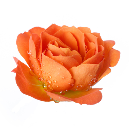 Beautiful yellow roses head isolated  on white  backgroundの写真素材