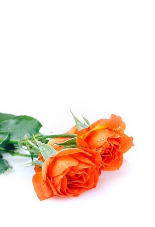 Beautiful yellow roses head isolated  on white  backgroundの写真素材