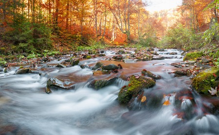 Autumn in the forest mountain stream. Beautiful autumn forest, rocks covered with moss. Mountain...