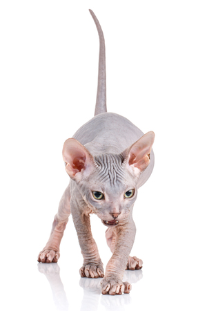 Young canadian sphinx cat on white backgroundの写真素材