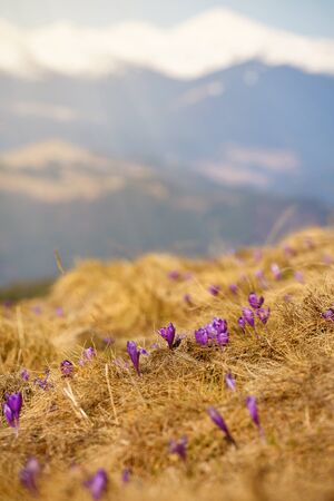 crocuses family in the mountainsの写真素材