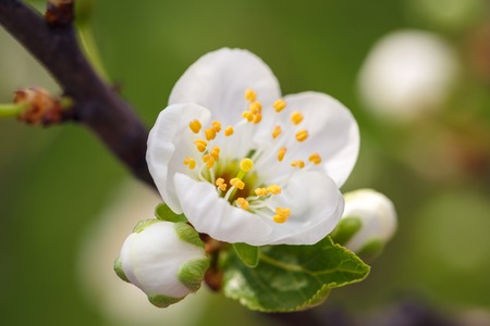 white flowers blooming on branchの写真素材