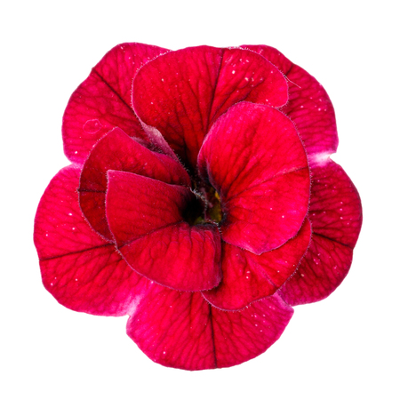 red flower isolatedの写真素材