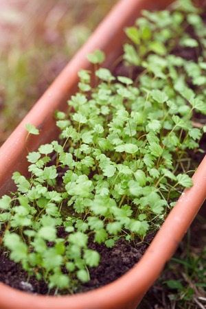 Young seedlings of flowers growing in a pot. preparing for planting in flower gardenの写真素材