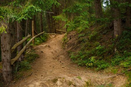 Beautiful forest. mountain path Beautiful green wood