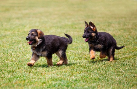 Two little german shepherd puppies running on the lawnの写真素材