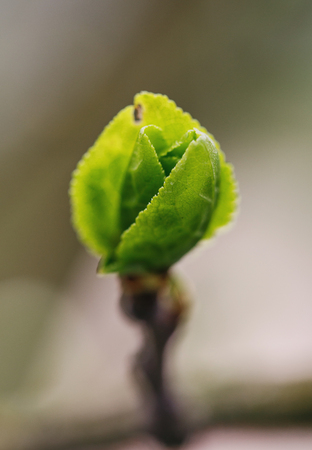 plum blossom bud preparing to become a flower in springの写真素材