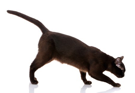 Burmese cat walking on white backgroundの写真素材