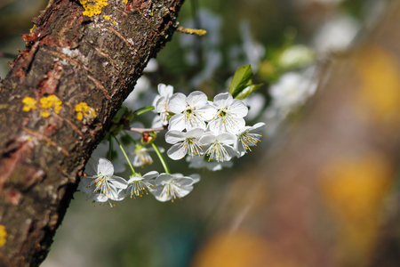 white flowers blooming on branchの写真素材