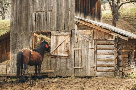 brown horse eats hay in a stableの写真素材