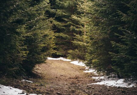 Mountain trail in the forest